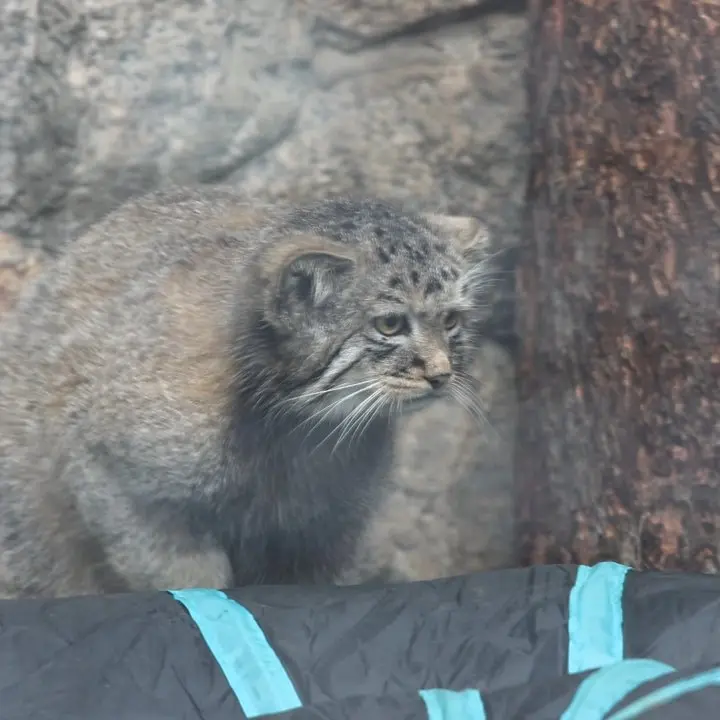 レニングラード動物園のマヌルネコの写真