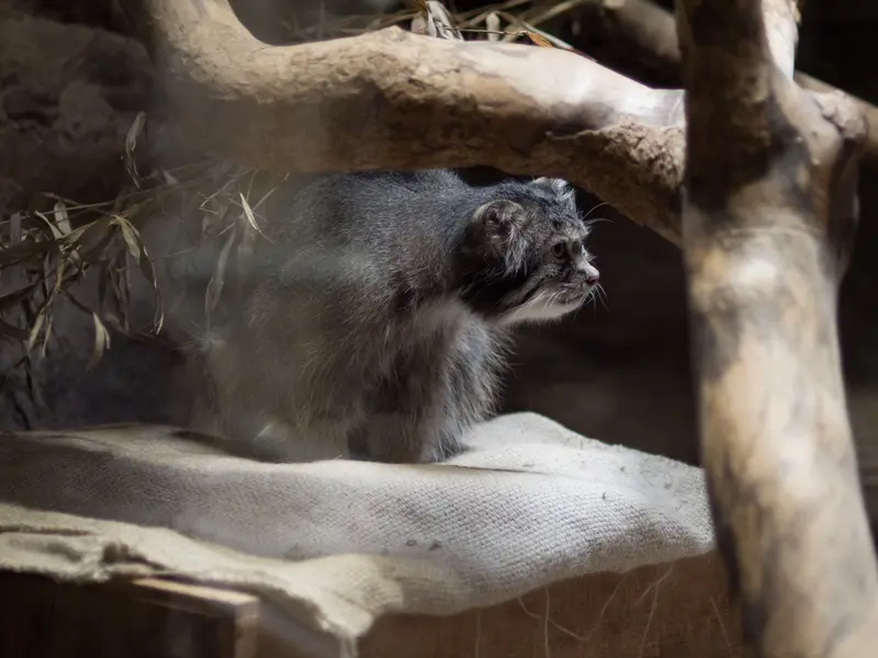 恩賜上野動物園のクリョンの写真