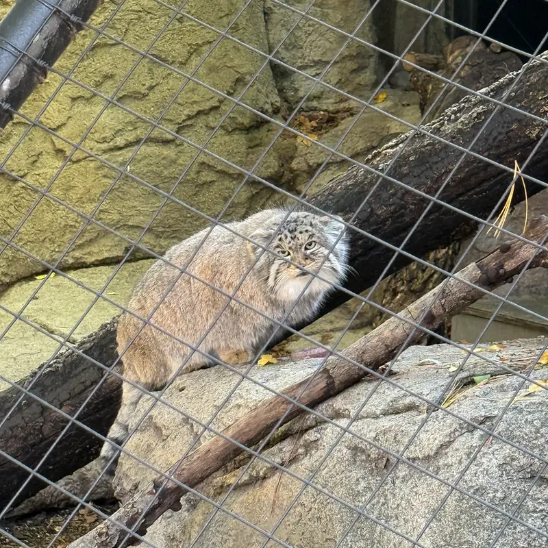 シンシナティ動物園のマヌルネコのムーシュー