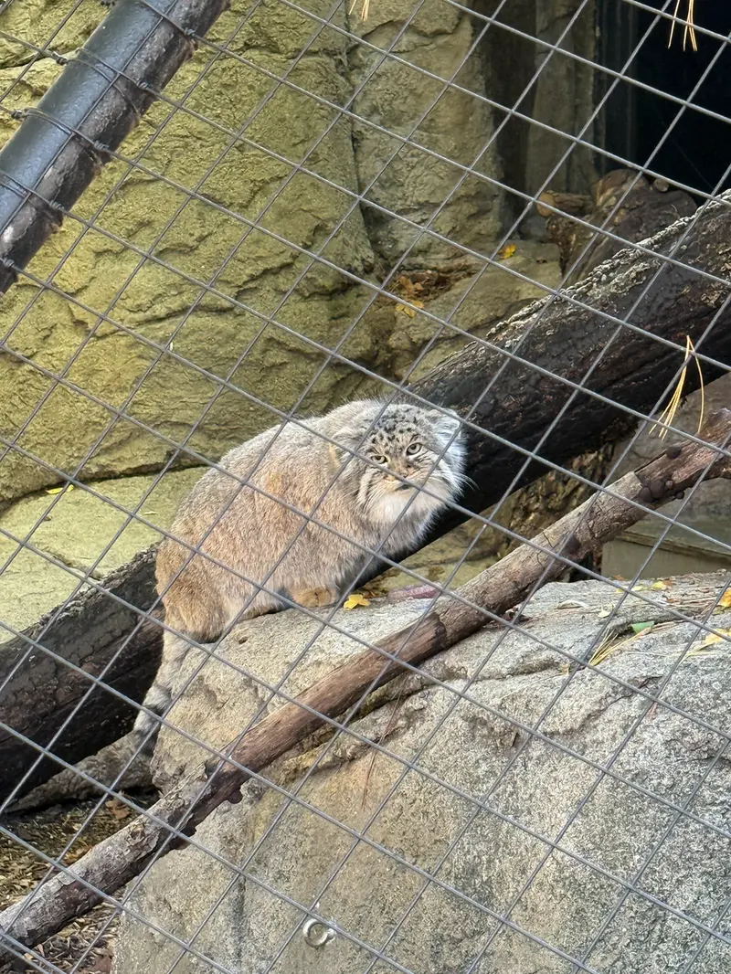 シンシナティ動物園のムーシューの写真
