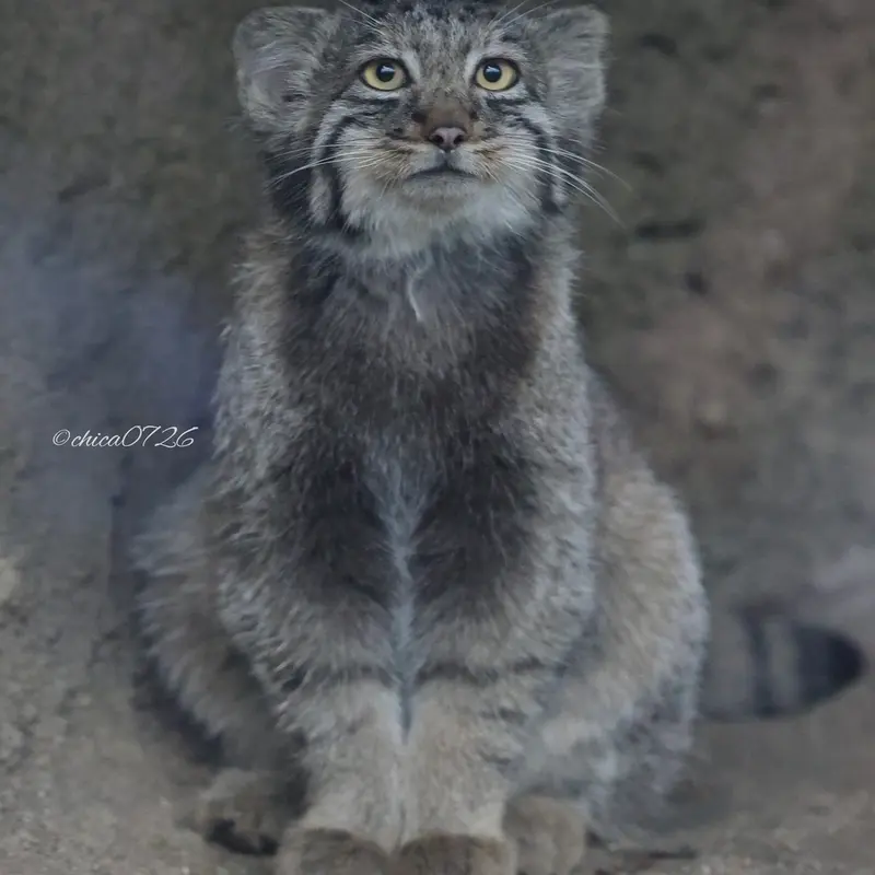 神戸どうぶつ王国のナギの写真