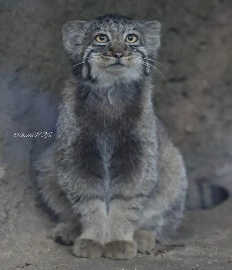 神戸どうぶつ王国のナギの写真