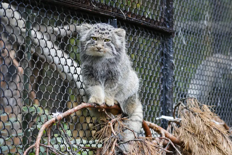 ノヴォシビルスク動物園のマヌルネコの写真
