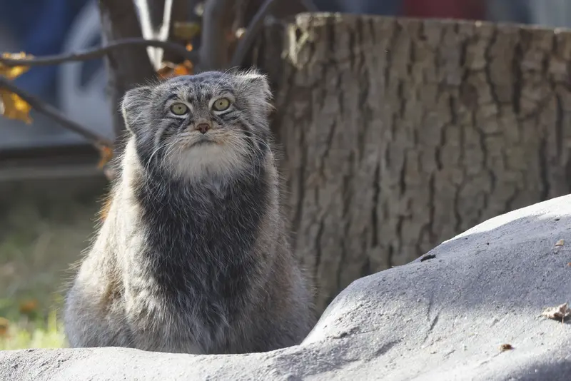 モスクワ動物園のティモフェイの写真