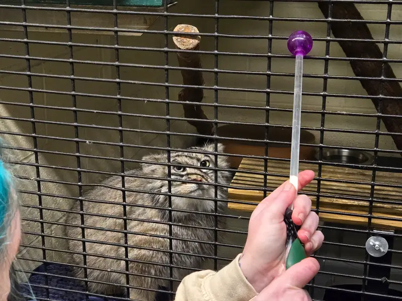 オグルベイ・グッド動物園のディーンの写真