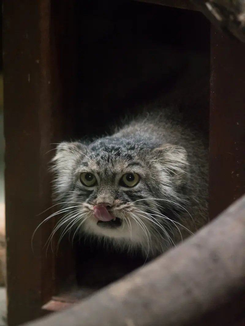 恩賜上野動物園のサフランの写真