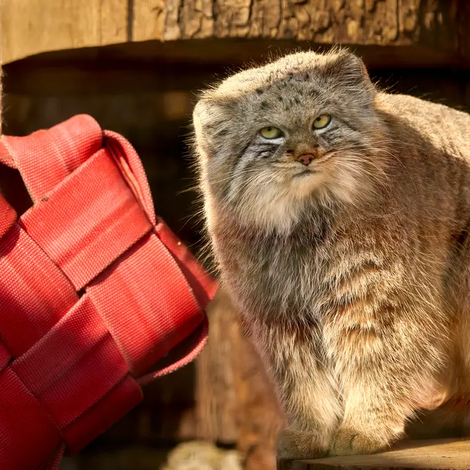 レニングラード動物園のシューの写真
