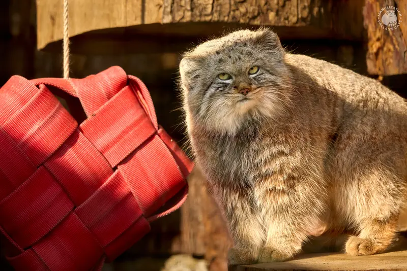 レニングラード動物園のシューの写真