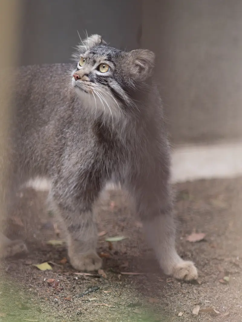 野毛山動物園のフィーガの写真