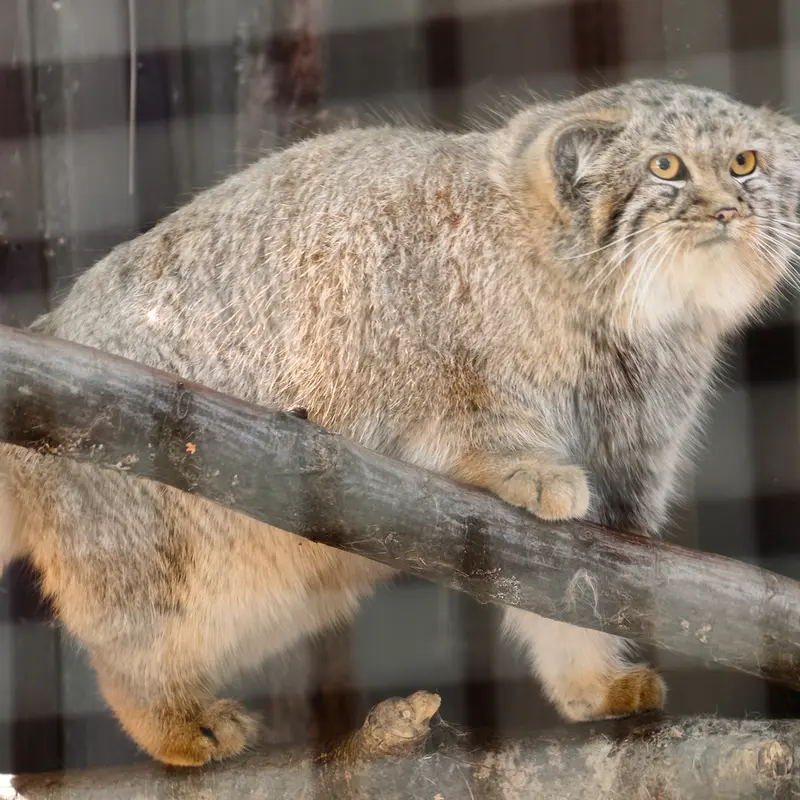 コシツェ動物園のアラニの子（2026年生まれ）Ⅰの写真