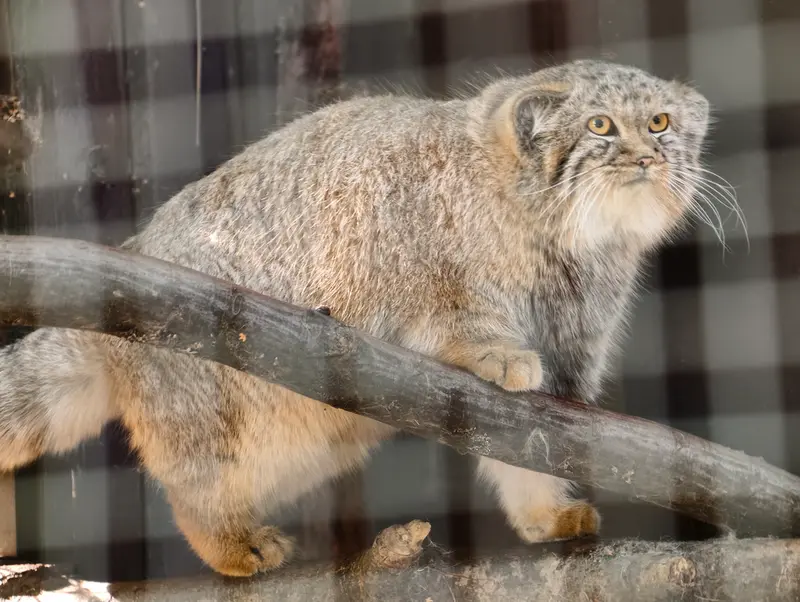 コシツェ動物園のアラニの子（2026年生まれ）Ⅰの写真