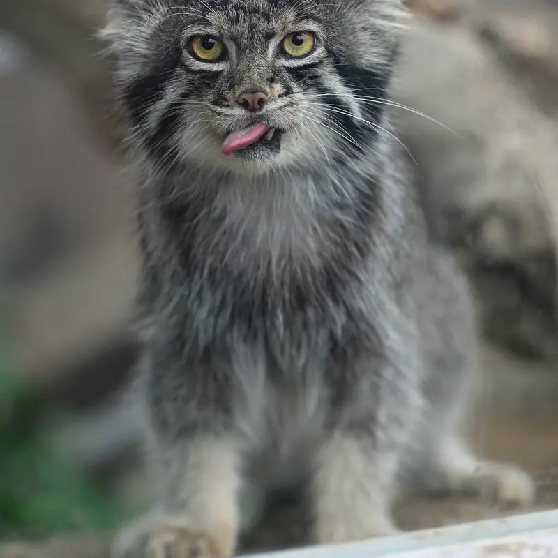 神戸どうぶつ王国のナルの写真