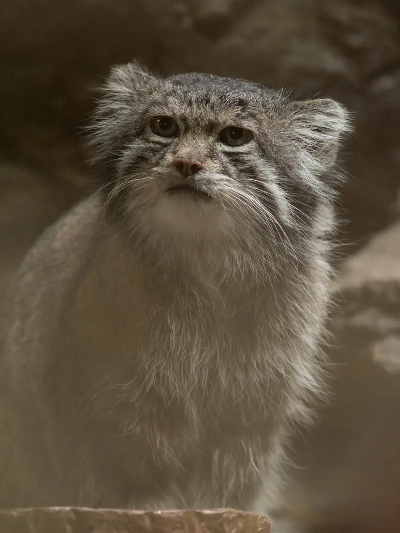 恩賜上野動物園のクリョンの写真