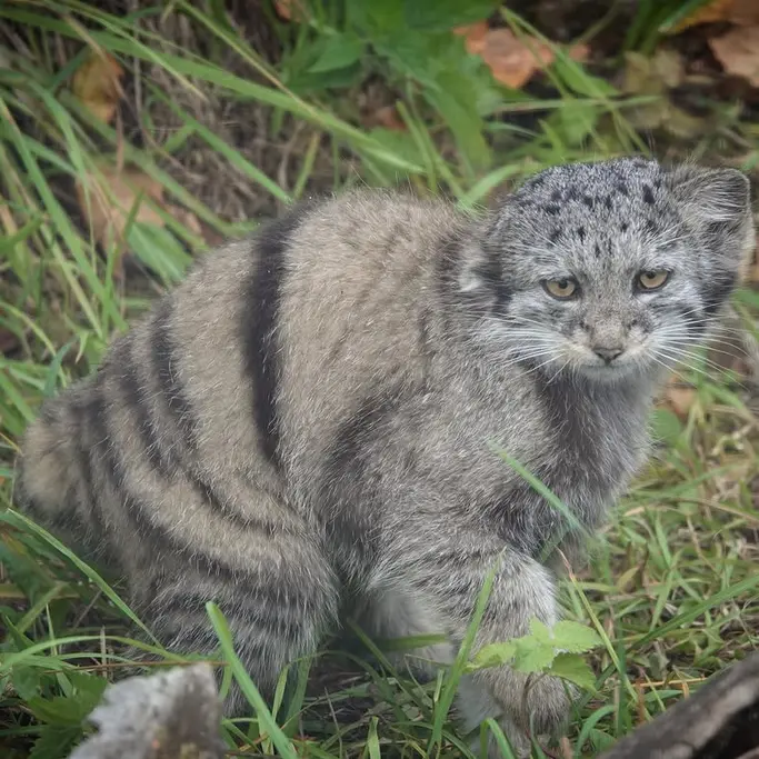 コルケアサーリ動物園のサイミの写真