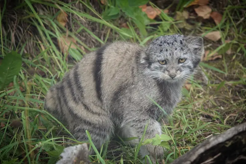 コルケアサーリ動物園のサイミの写真