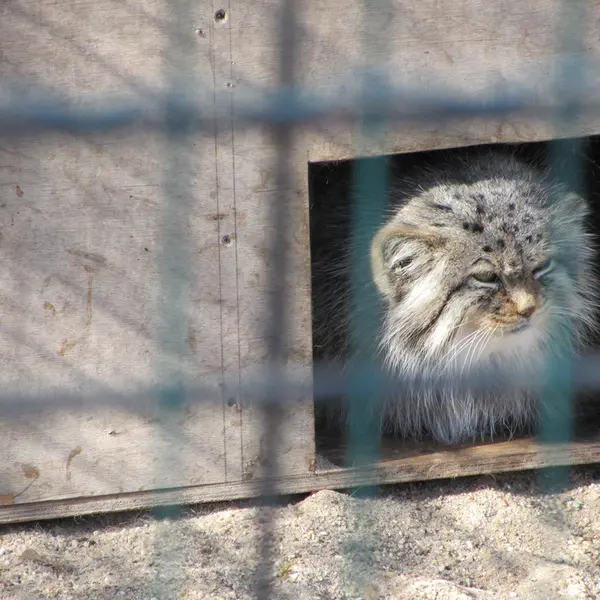 マクデブルク動物園のマヌエラの写真