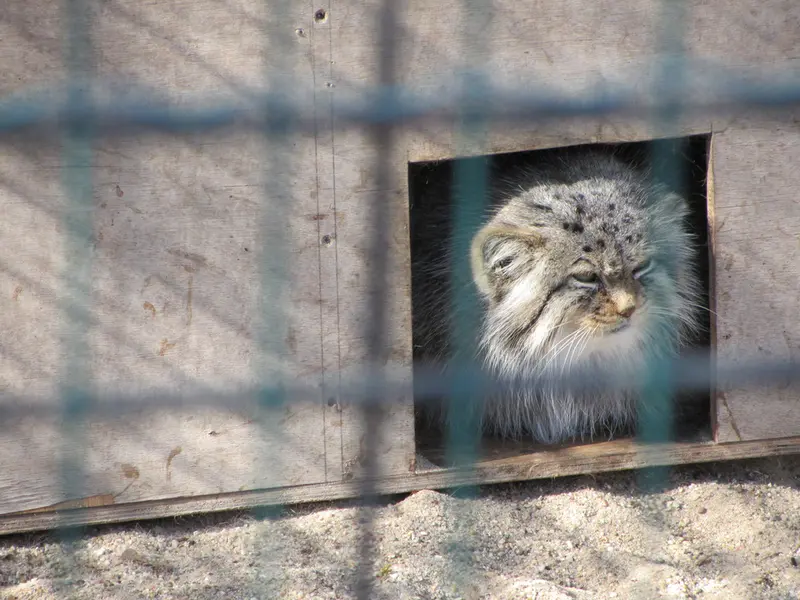 マクデブルク動物園のマヌエラの写真