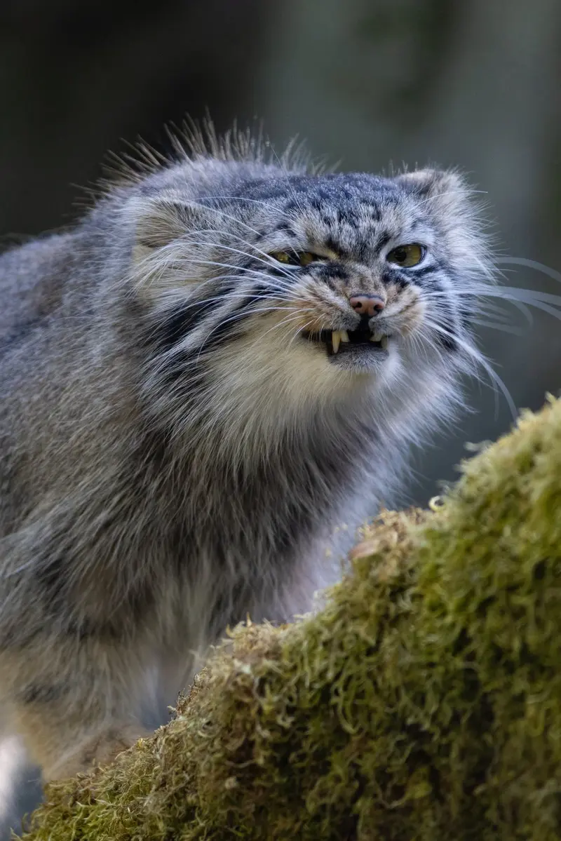 ウッドランド・パーク動物園のグースの写真