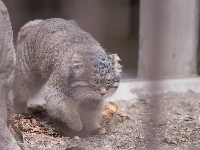 野毛山動物園のフィーガの写真