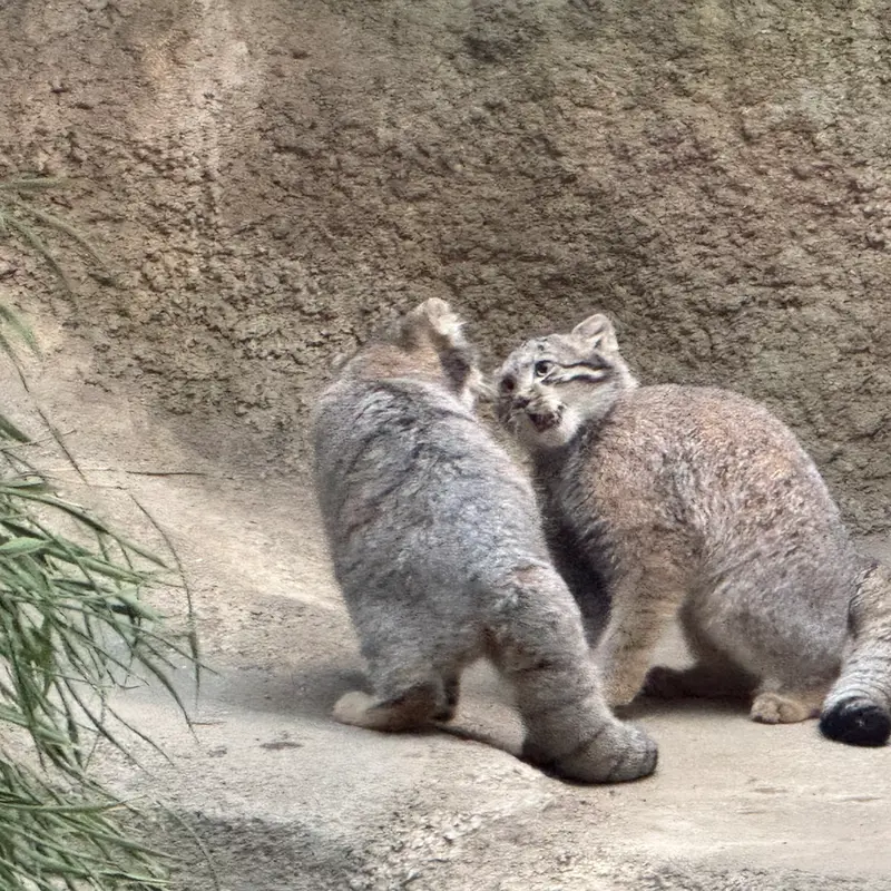 神戸どうぶつ王国のアズの子猫 b. 2026 Ⅵの写真
