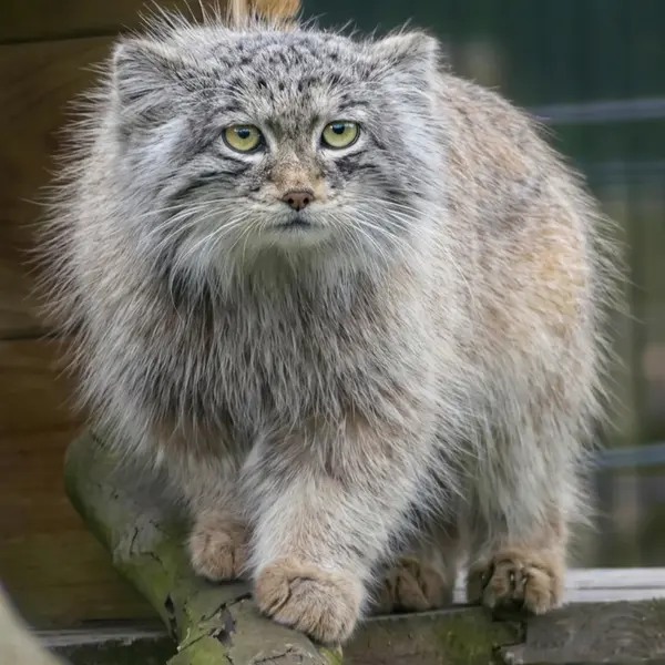 バイオ・トピア・ダンケルクのサランの写真