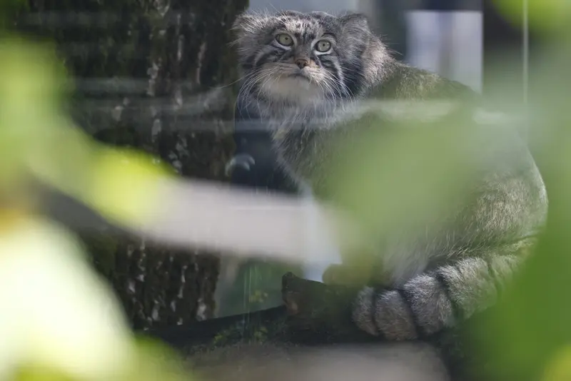 モスクワ動物園のティモフェイの写真
