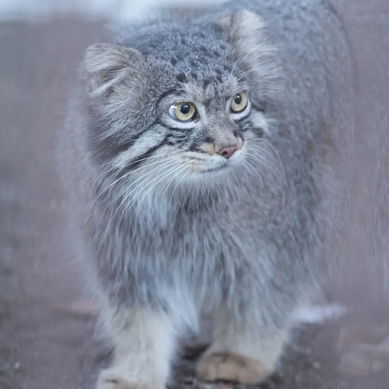 野毛山動物園のフィーガの写真