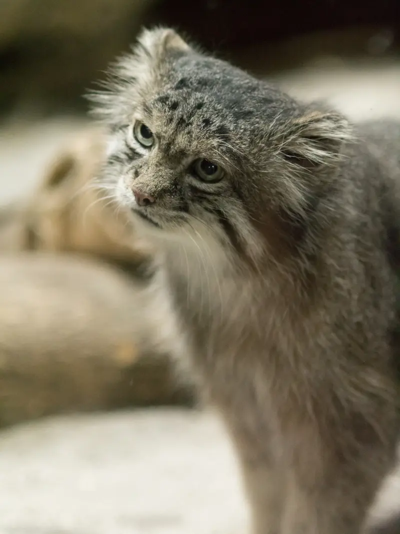 恩賜上野動物園のクリョンの写真