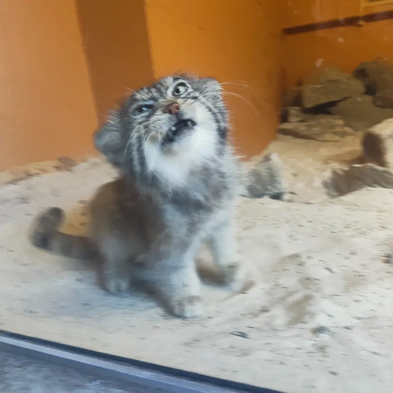 エディンバラ動物園のアキコの写真
