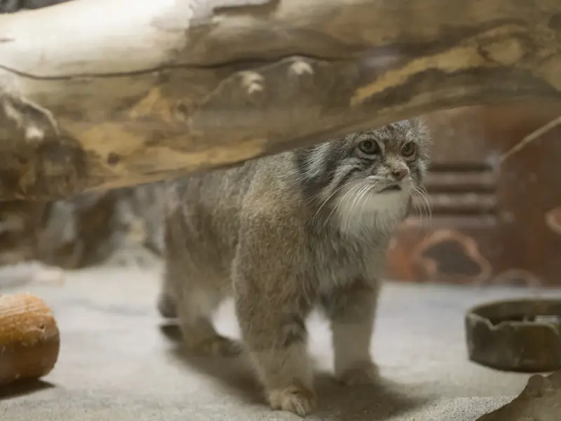 恩賜上野動物園のクリョンの写真
