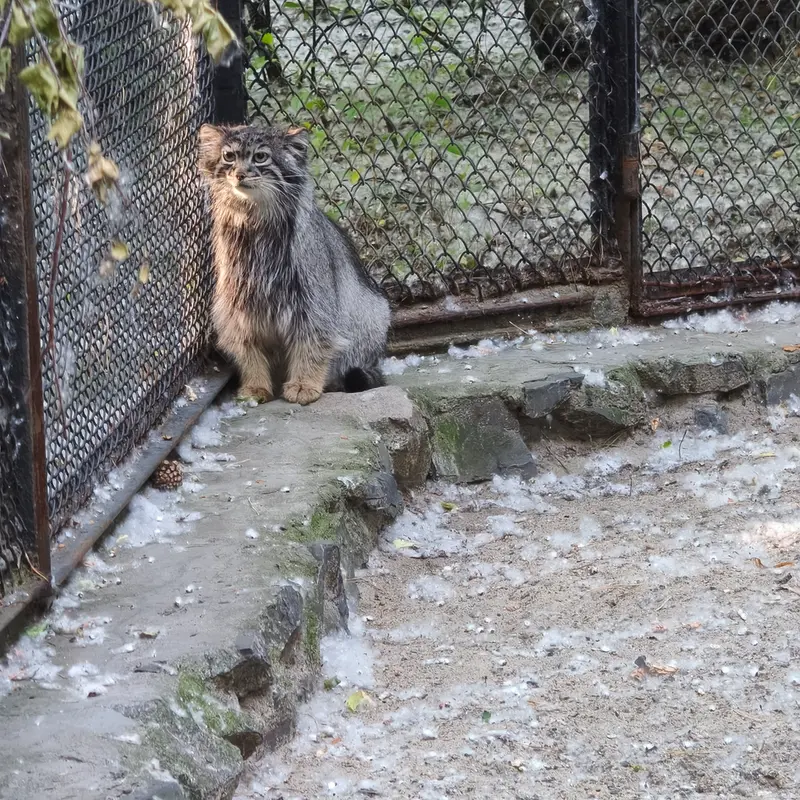 ノヴォシビルスク動物園のアデルの写真