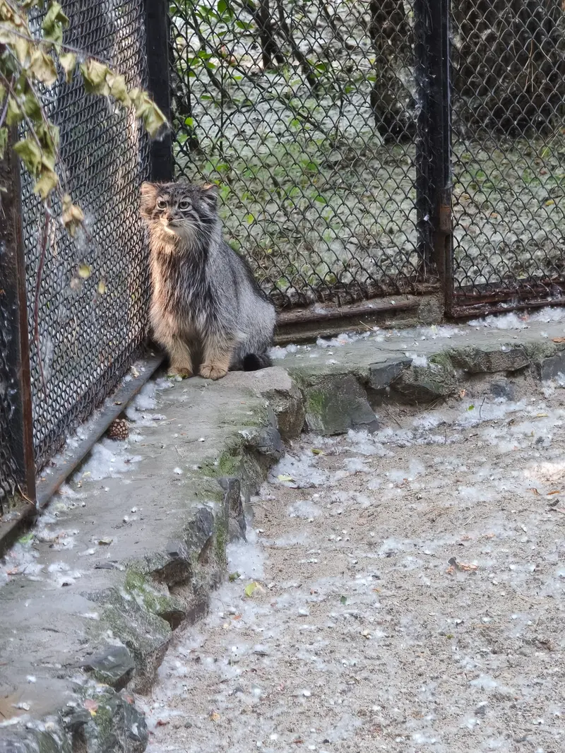 ノヴォシビルスク動物園のアデルの写真