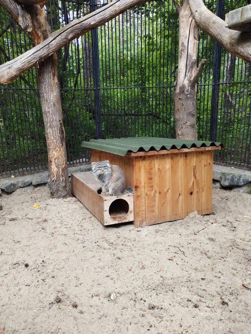 ノヴォシビルスク動物園のマヌルネコの写真