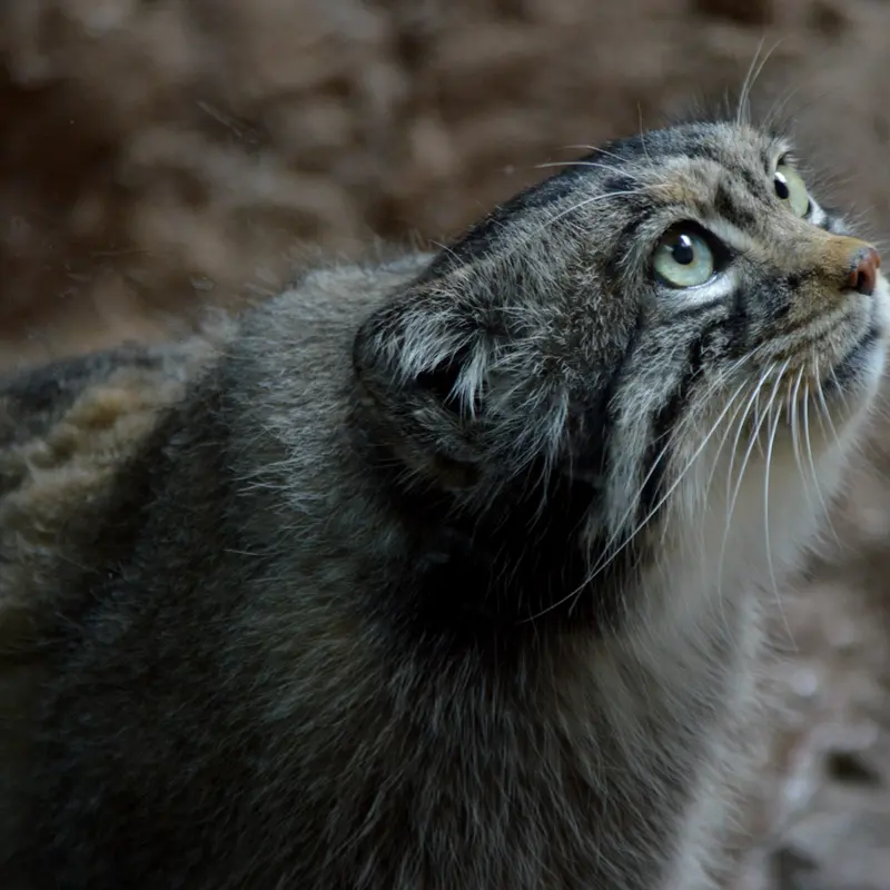 バーミングハム動物園のバタールの写真