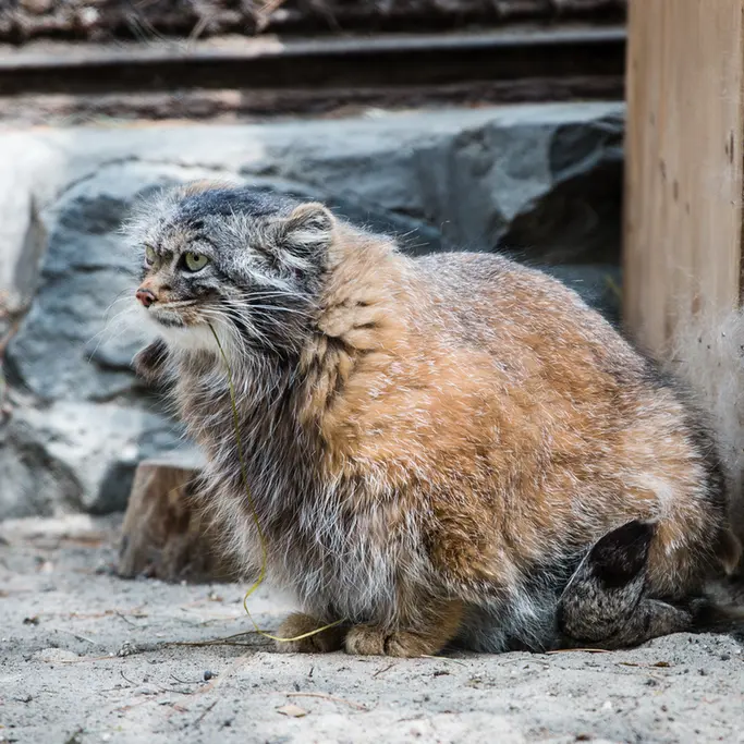 ノヴォシビルスク動物園のアデルの写真