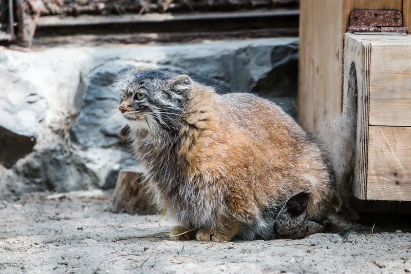 ノヴォシビルスク動物園のアデルの写真