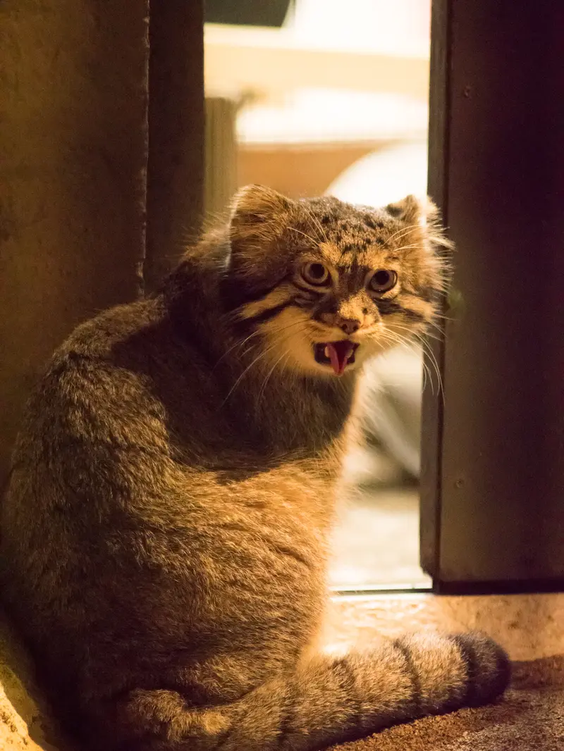 野毛山動物園のフィーガの写真