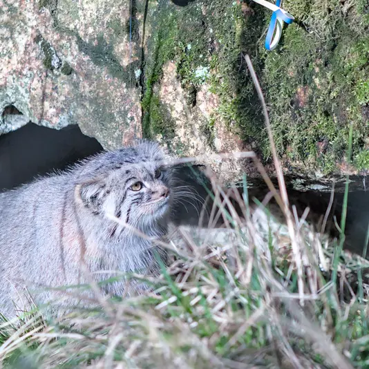 ヘラブルン動物園のスタブシの写真