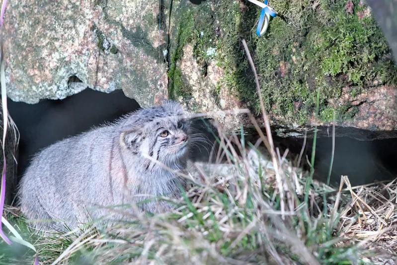 ヘラブルン動物園のスタブシの写真