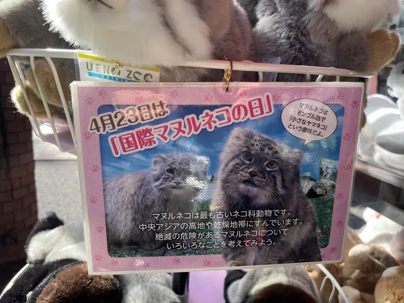 恩賜上野動物園のマヌルネコの写真