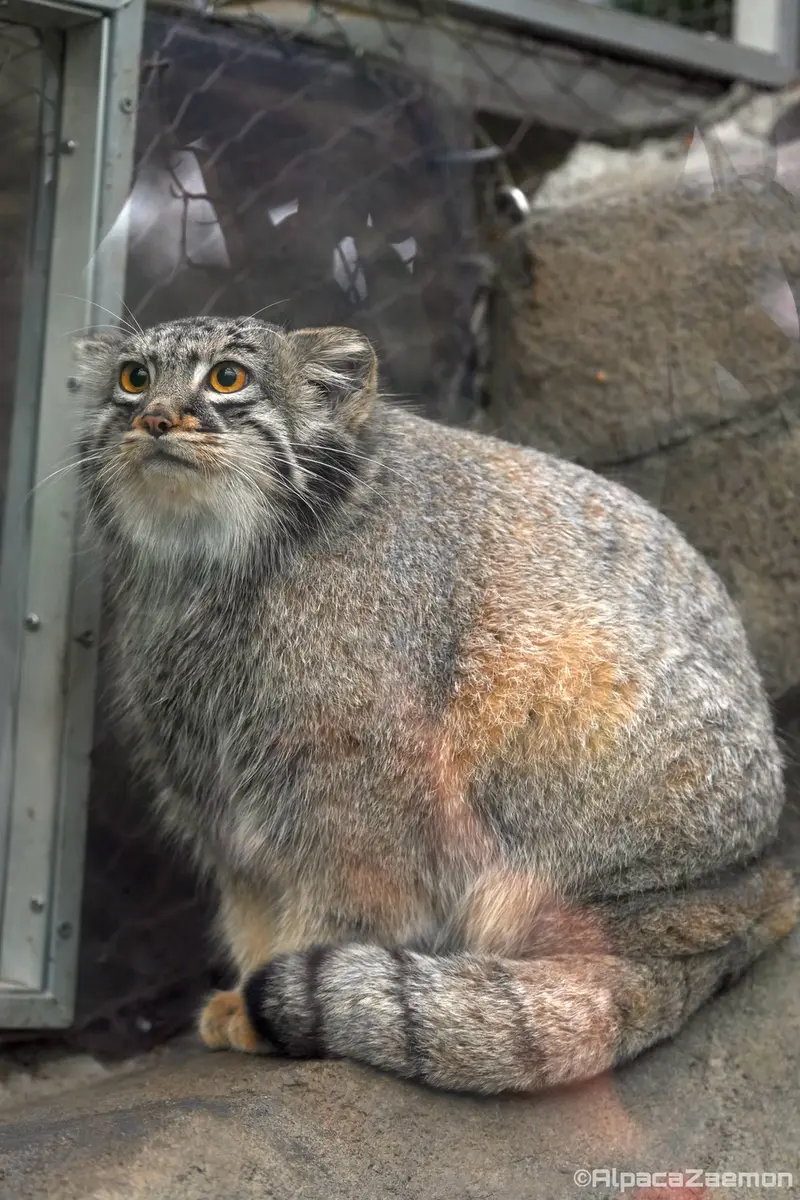 神戸どうぶつ王国のメイの写真