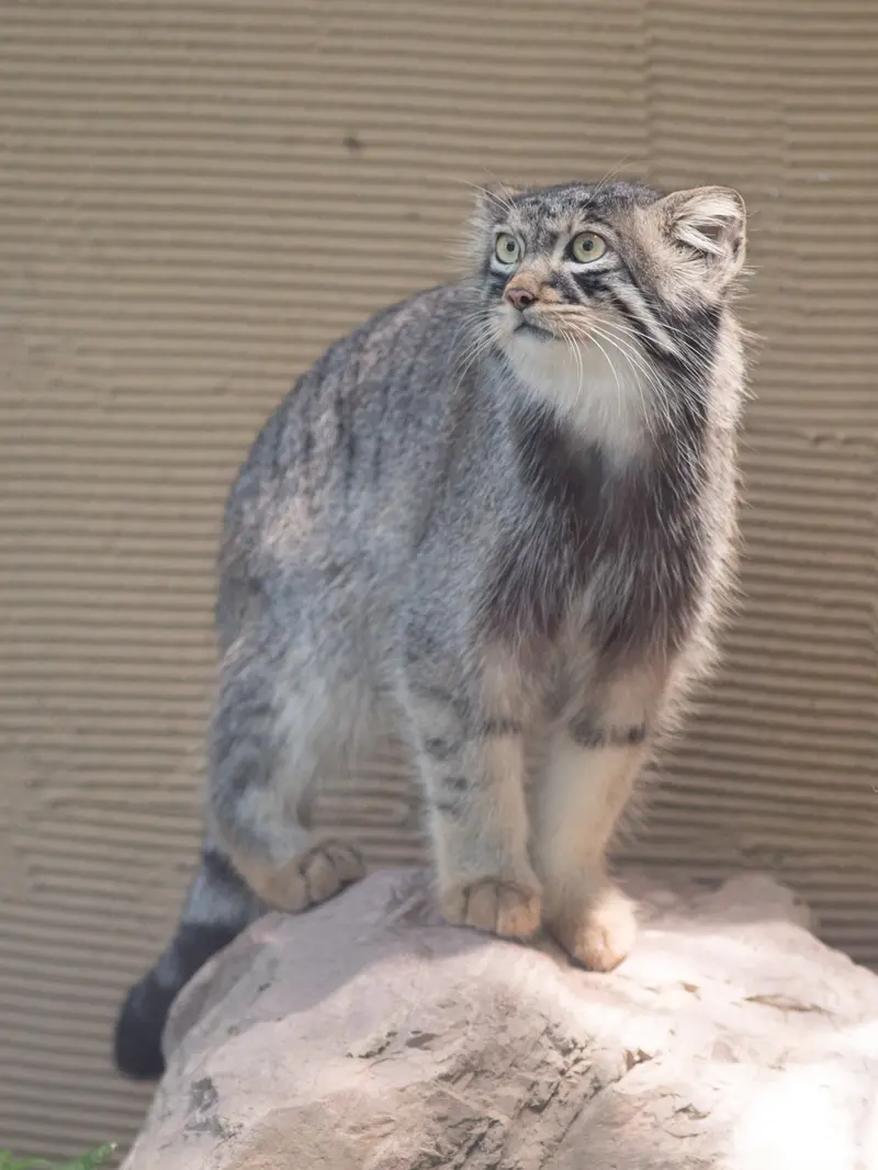 旭山動物園のヒデの写真