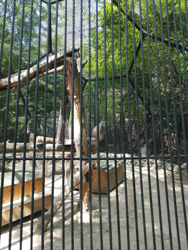 ノヴォシビルスク動物園のマヌルネコの写真