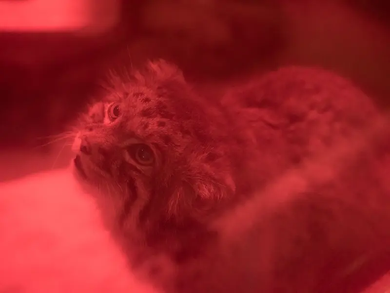 恩賜上野動物園のナイマの写真