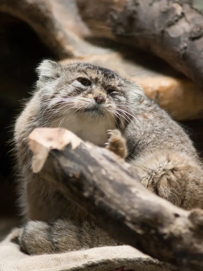 恩賜上野動物園のプリームラの写真