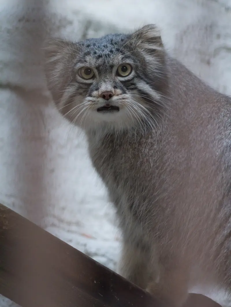 野毛山動物園のフィーガの写真
