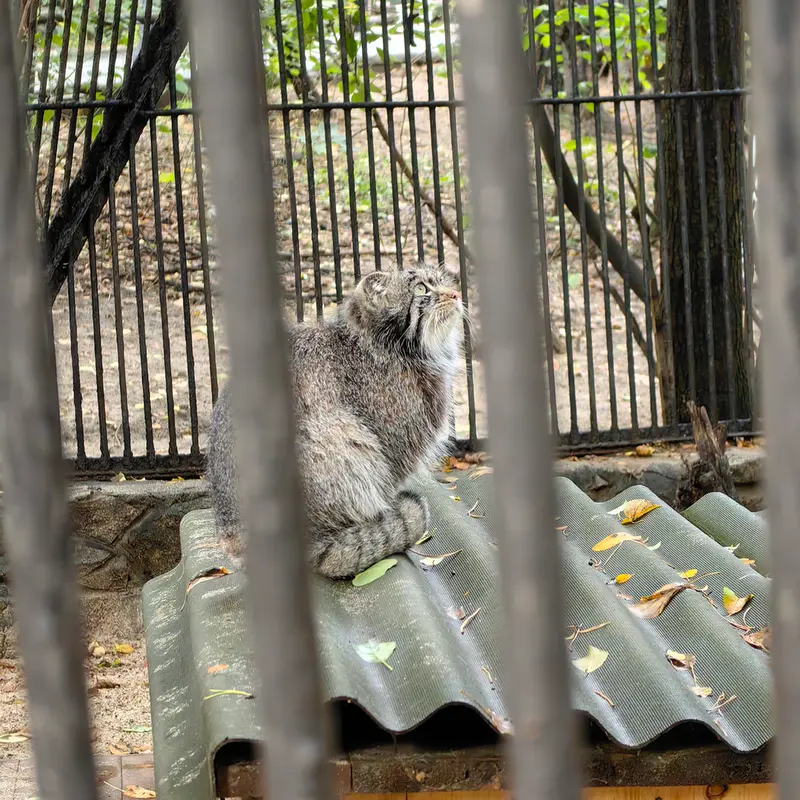 ノヴォシビルスク動物園のマリクの写真