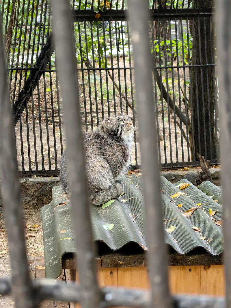 ノヴォシビルスク動物園のマリクの写真