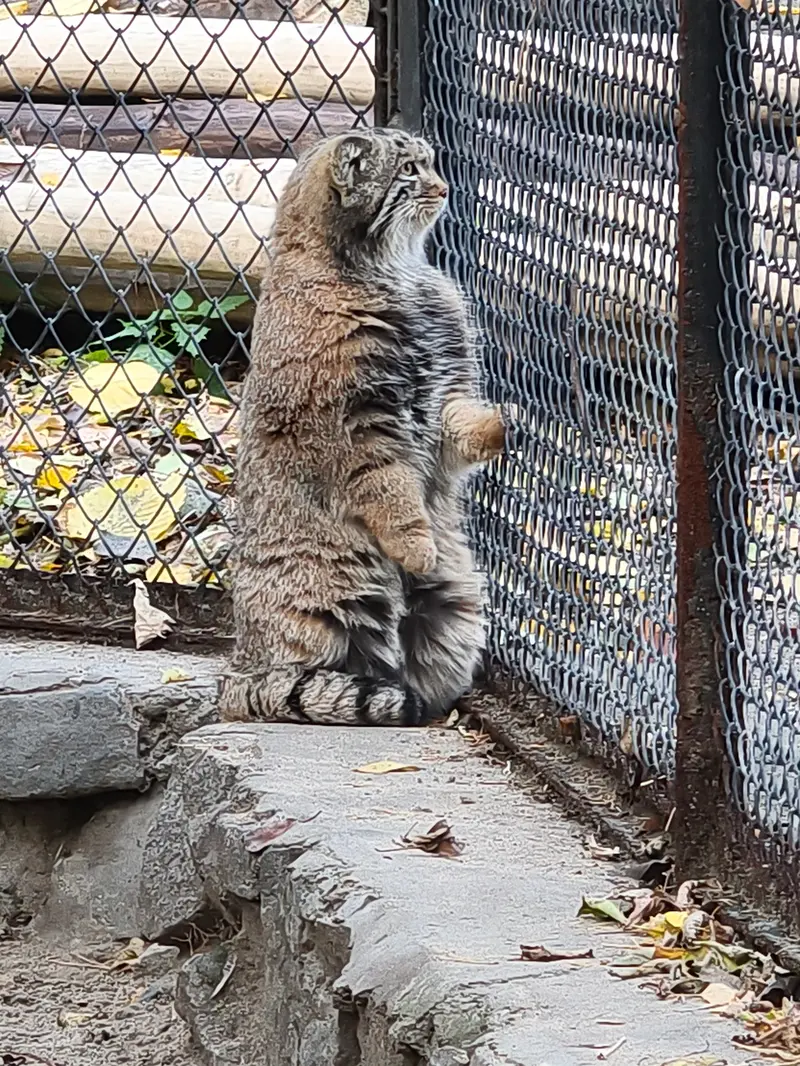 ノヴォシビルスク動物園のマヌルネコの写真