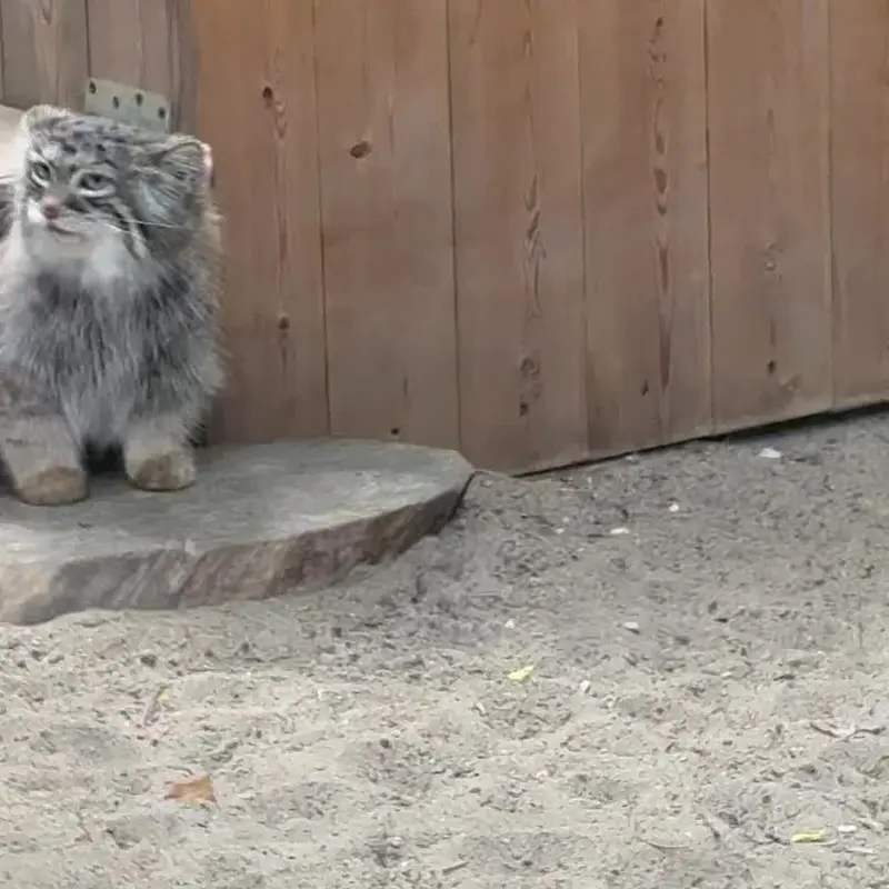 ノヴォシビルスク動物園のマヌルネコの写真